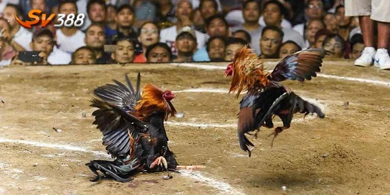 Đá Gà Campuchia SV388 – Cực Phẩm Giải Trí Cho Bet Thủ 3 Đá gà Campuchia cam kết công bằng với quy định nghiêm ngặt về chiến kê.