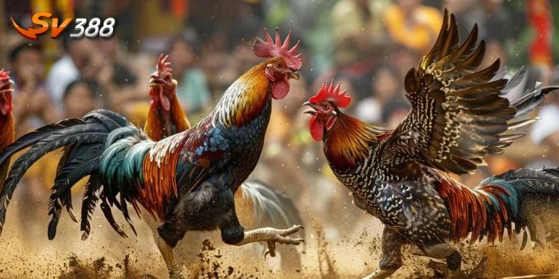 Đá Gà Thomo 3 Quy định chung của đá gà Thomo tại SV388.