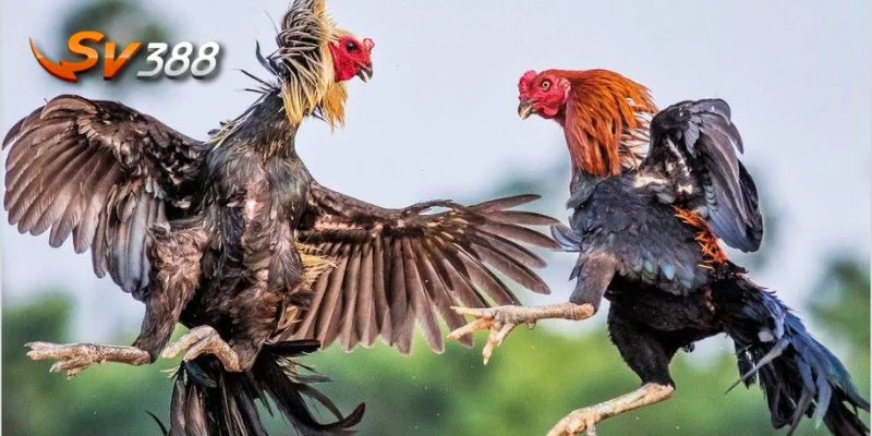Mẹo Chọn Gà Đá Bách Phát Bách Trúng Từ Chuyên Gia 2 Hiểu rõ được mẹo chọn gà đá hay được xem là quá trình hết sức tỉ mỉ, phức tạp.