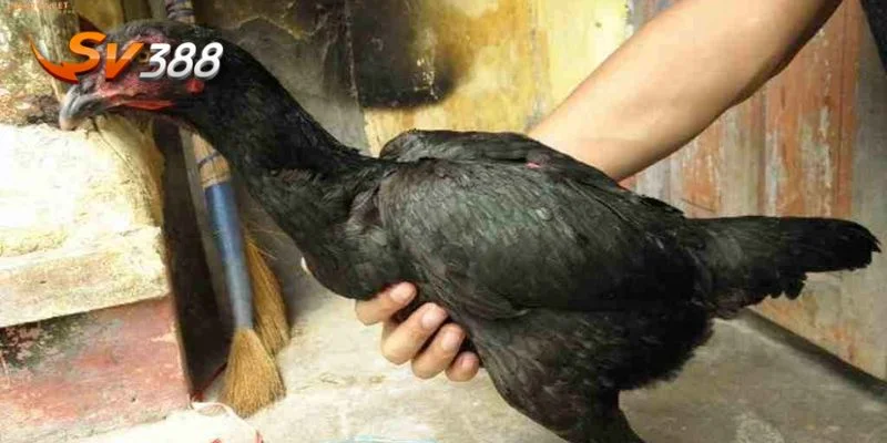Mẹo Chọn Gà Đá Bách Phát Bách Trúng Từ Chuyên Gia 3 Người chơi nên hiểu rõ quy trình chọn gà đá.