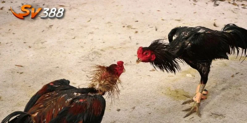 Mẹo Đá Gà Chọi SV388 - Chiến Thuật Đánh Bại Mọi Đối Thủ 2 Một chiến kê giỏi phải có thể lực mạnh mẽ, luôn sẵn sàng ra trận.