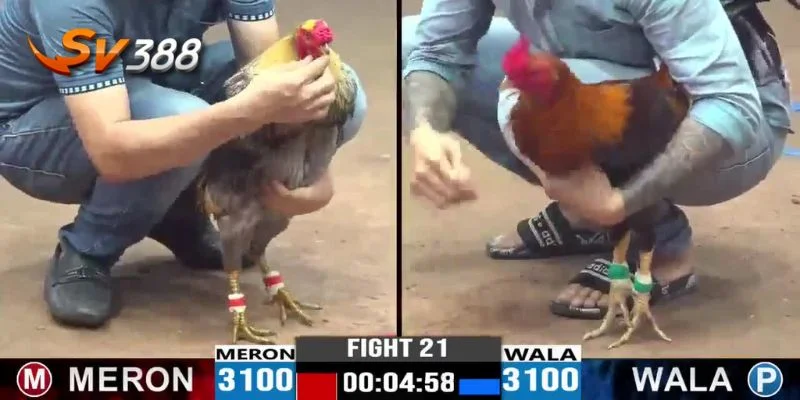 Trực Tiếp Đá Gà 3 Các bước đăng ký cá cược trực tiếp đá gà tại SV388 vô cùng dễ dàng.