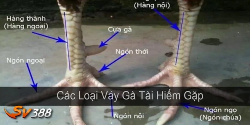 Vảy Gà Quý - Soi Chiến Kê Tiềm Năng, Chốt Kèo Đậm Tại SV388 2 Giá trị và ý nghĩa của vảy gà quý với chiến kê.