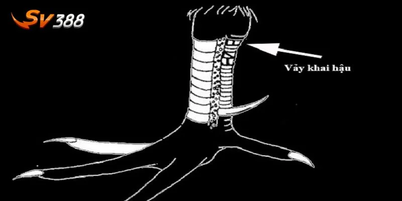 Vảy Gà Xấu - Dấu Hiệu Gà Đá Kém Từ Cao Thủ SV388 4 Người chơi nên tìm hiểu rõ về hình thái, đặc trưng kỹ năng của gà đá.